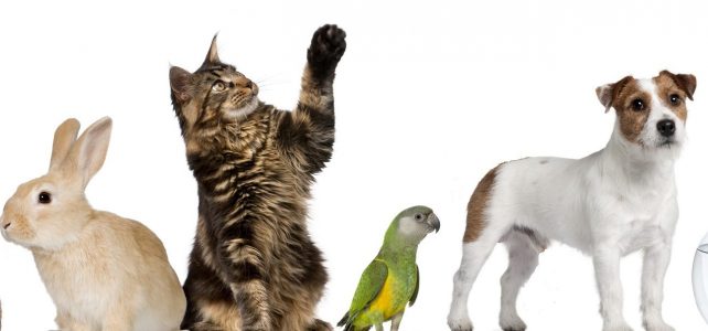 Facturatie voor dierenartsen.